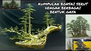 Detail Macam Macam Bonsai Serut Nomer 44