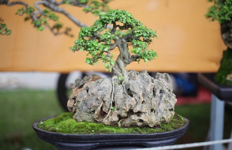 Detail Macam Macam Bonsai Serut Nomer 8