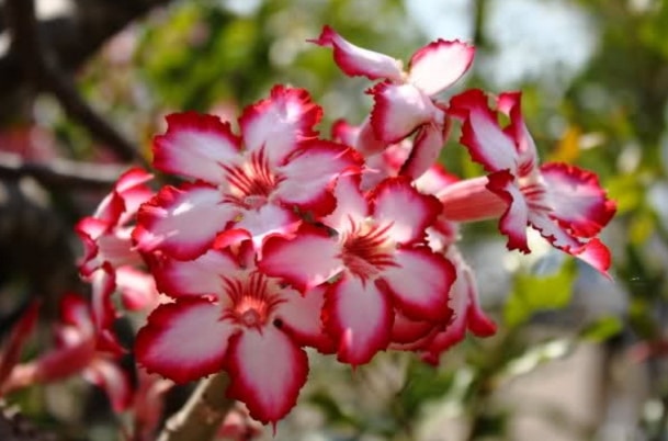 Detail Macam Macam Bunga Adenium Nomer 11