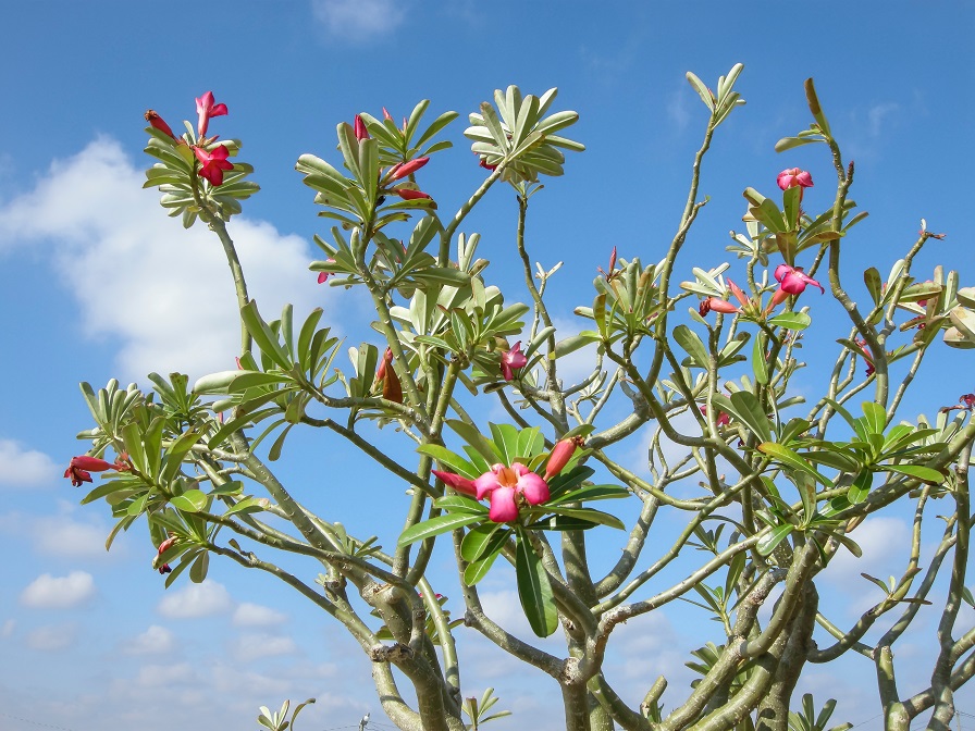 Detail Macam Macam Bunga Adenium Nomer 26