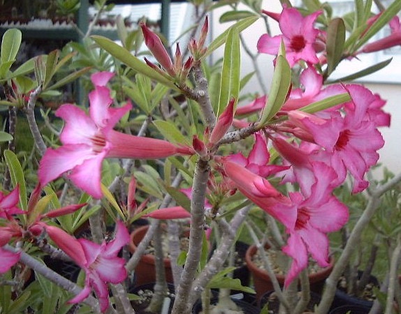 Detail Macam Macam Bunga Adenium Nomer 28