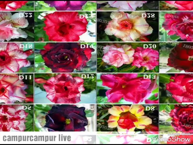 Detail Macam Macam Bunga Adenium Nomer 5