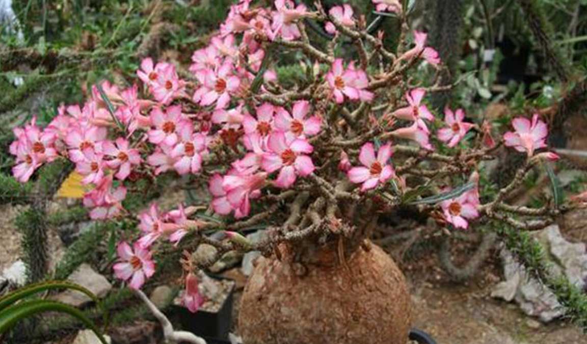 Detail Macam Macam Bunga Adenium Nomer 43