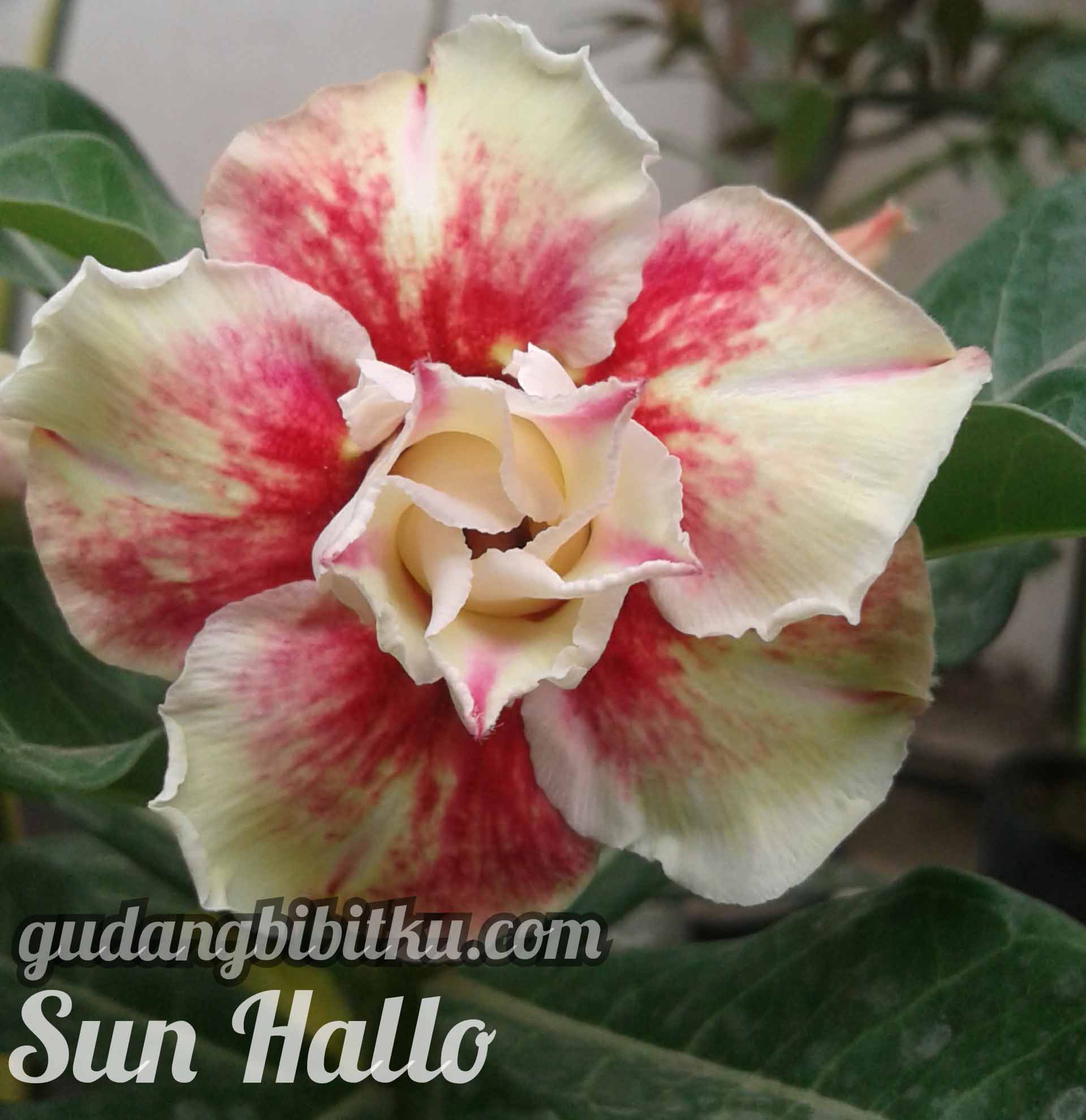 Detail Macam Macam Bunga Adenium Nomer 46