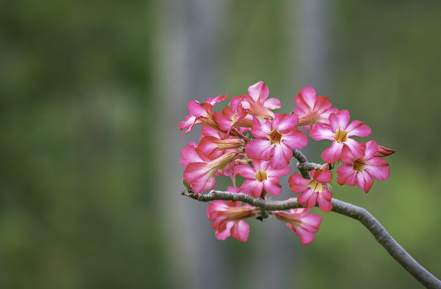 Detail Macam Macam Bunga Adenium Nomer 48