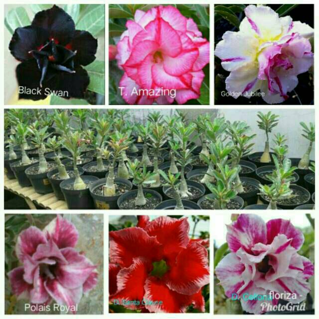 Detail Macam Macam Bunga Adenium Nomer 49