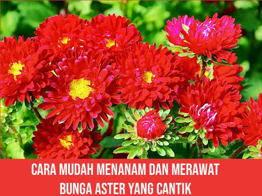 Detail Macam Macam Bunga Aster Nomer 31