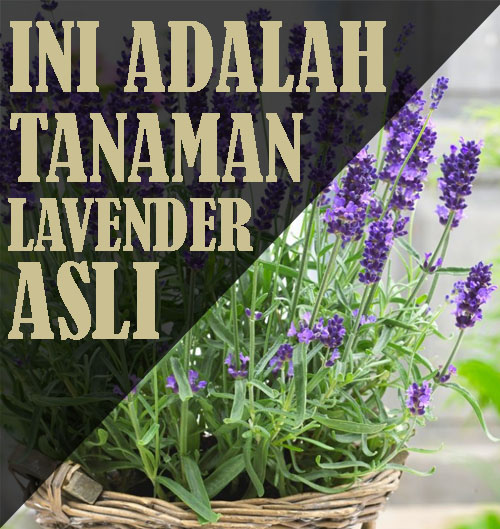 Detail Macam Macam Bunga Lavender Nomer 4