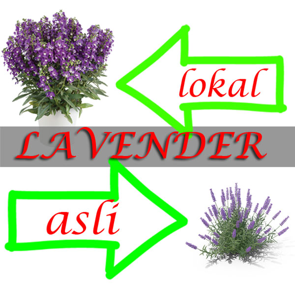 Detail Macam Macam Bunga Lavender Nomer 34