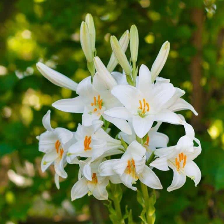 Macam Macam Bunga Lily - 50+ Koleksi Gambar