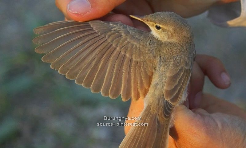 Detail Macam Macam Burung Kecil Nomer 27