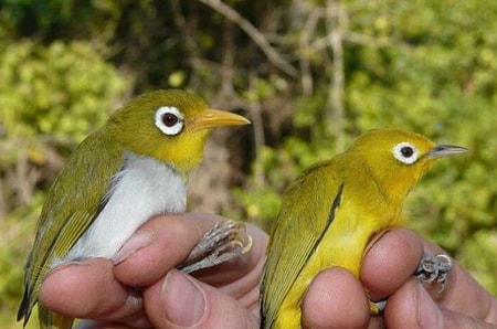 Detail Macam Macam Burung Kecil Nomer 39