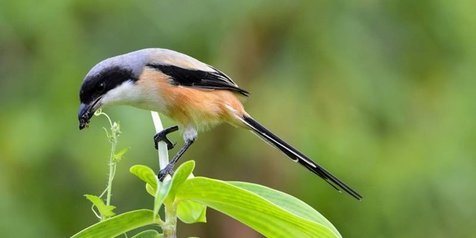 Detail Macam Macam Burung Kecil Nomer 45