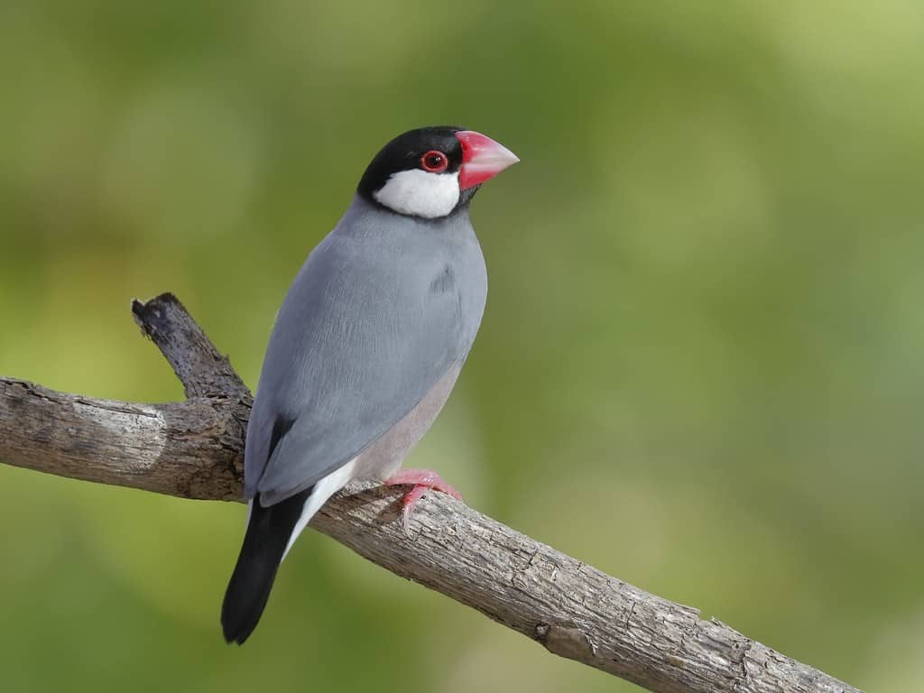 Detail Macam Macam Burung Kecil Nomer 46