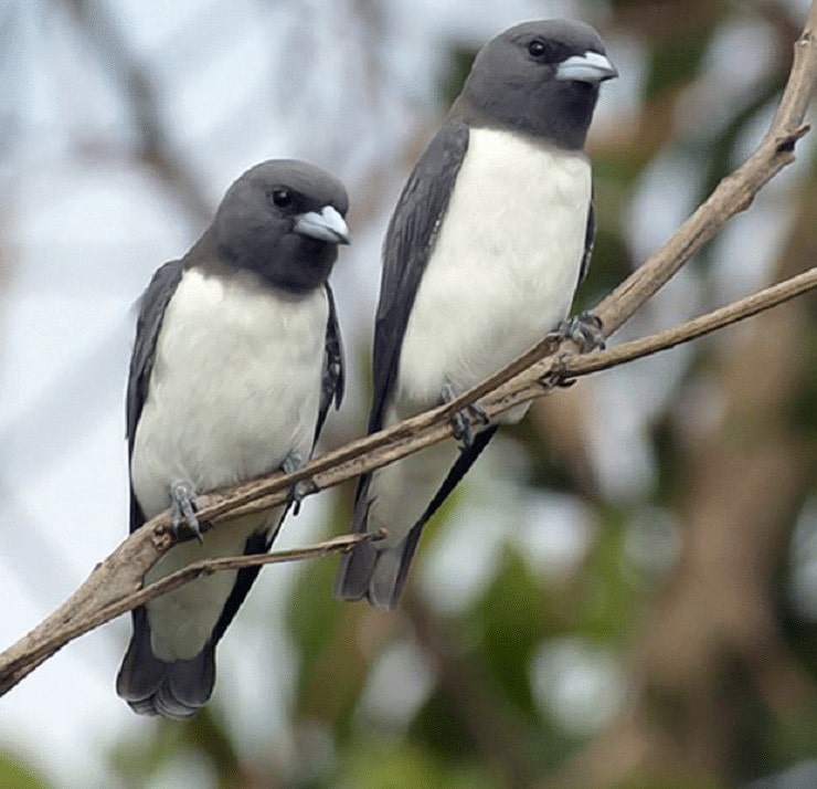 Detail Macam Macam Burung Kecil Nomer 49