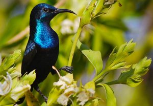 Detail Macam Macam Burung Kolibri Nomer 9