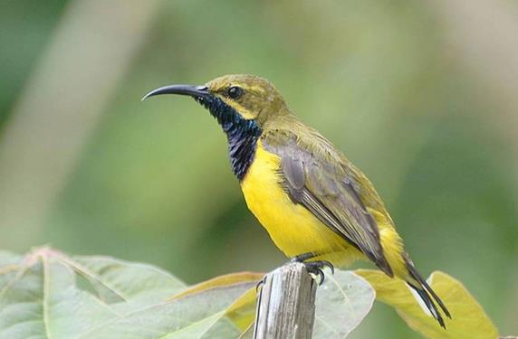 Detail Macam Macam Burung Kolibri Nomer 14