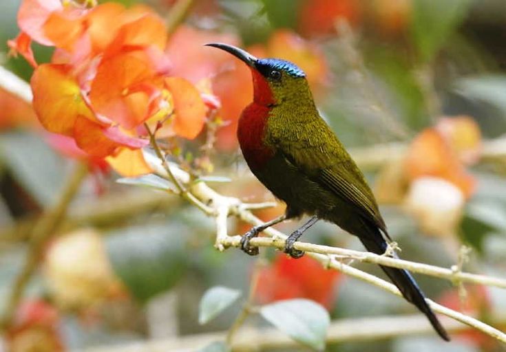 Detail Macam Macam Burung Kolibri Nomer 15