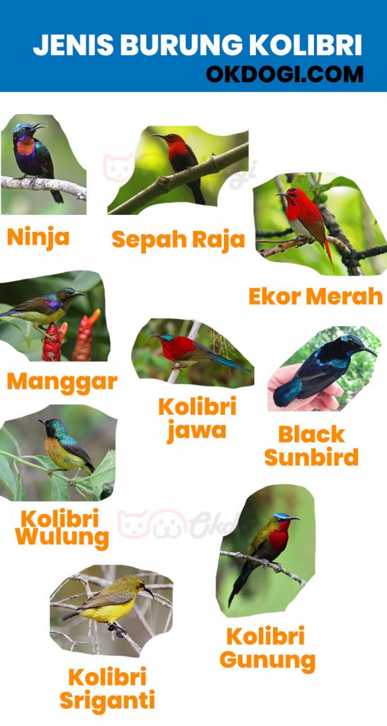 Detail Macam Macam Burung Kolibri Nomer 16