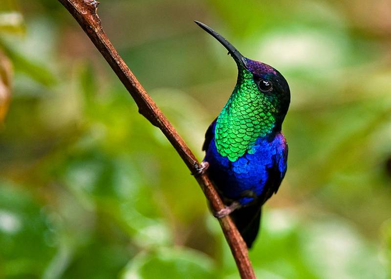 Detail Macam Macam Burung Kolibri Nomer 18