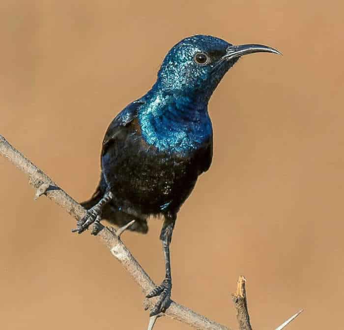 Detail Macam Macam Burung Kolibri Nomer 23