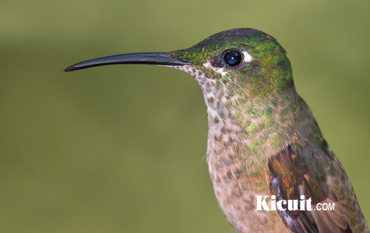 Detail Macam Macam Burung Kolibri Nomer 24