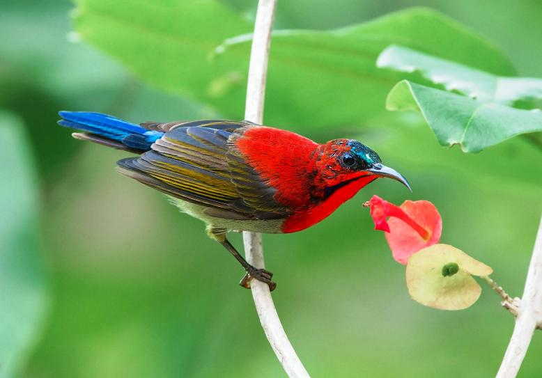 Detail Macam Macam Burung Kolibri Nomer 27