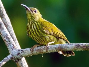 Detail Macam Macam Burung Kolibri Nomer 29