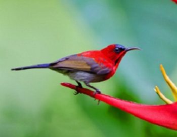 Detail Macam Macam Burung Kolibri Nomer 35