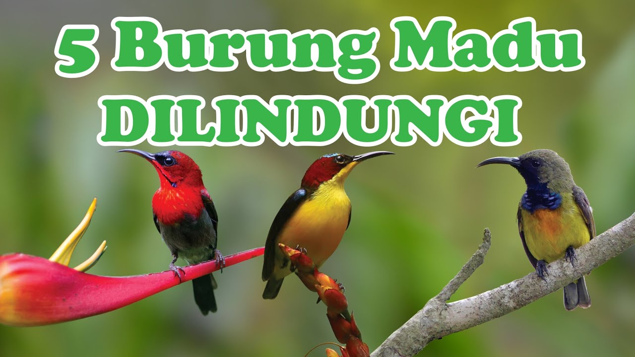 Detail Macam Macam Burung Kolibri Nomer 46