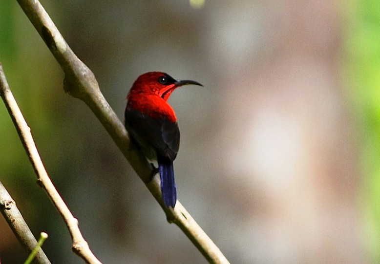 Detail Macam Macam Burung Kolibri Nomer 49