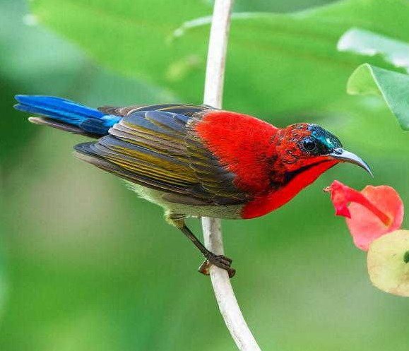 Detail Macam Macam Burung Kolibri Nomer 50