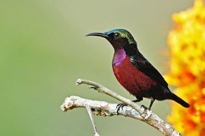 Detail Macam Macam Burung Kolibri Nomer 6