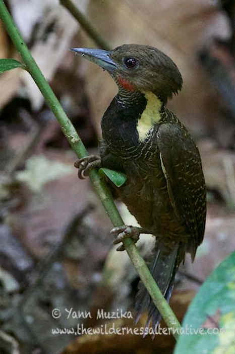 Detail Macam Macam Burung Pelatuk Nomer 2