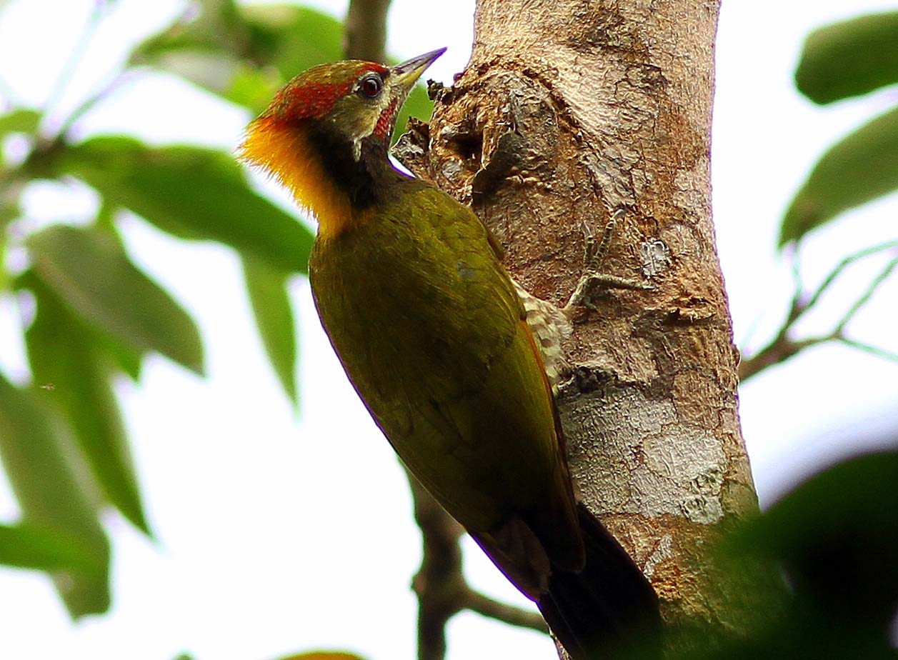 Detail Macam Macam Burung Pelatuk Nomer 20