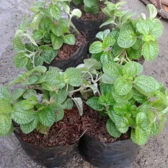 Detail Macam Macam Daun Mint Nomer 41