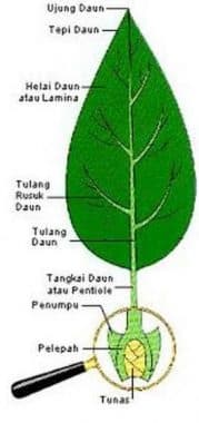 Detail Macam Macam Daun Tunggal Nomer 8