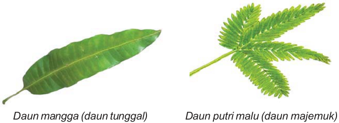 Detail Macam Macam Daun Tunggal Nomer 9