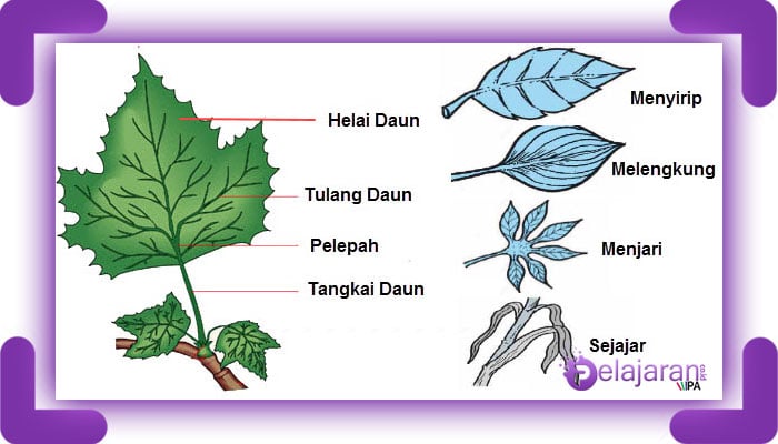 Detail Macam Macam Daun Tunggal Nomer 14