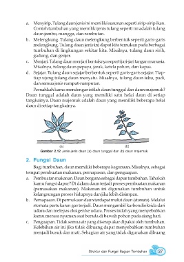 Detail Macam Macam Daun Tunggal Nomer 27