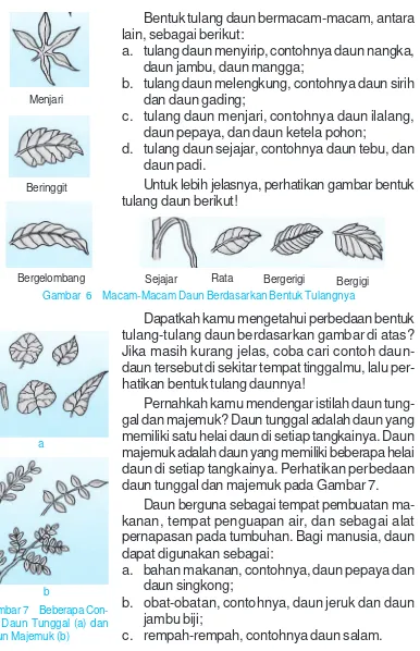 Detail Macam Macam Daun Tunggal Nomer 37