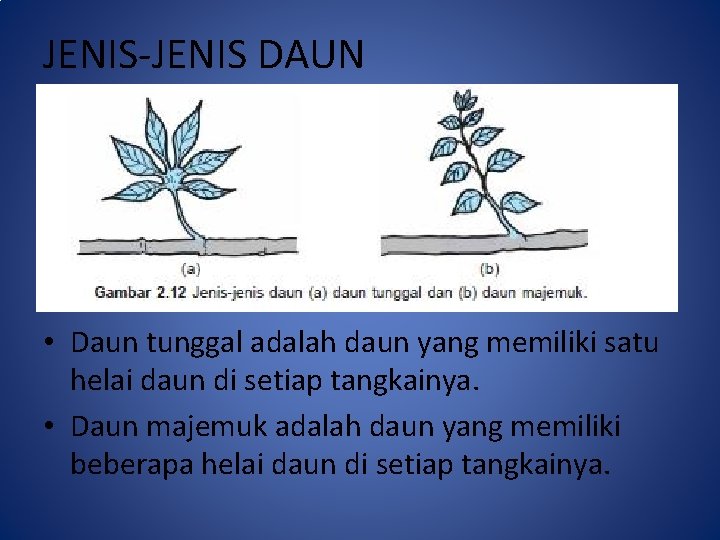 Detail Macam Macam Daun Tunggal Nomer 48