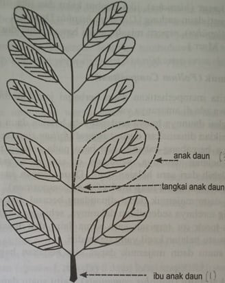 Detail Macam Macam Daun Tunggal Nomer 7