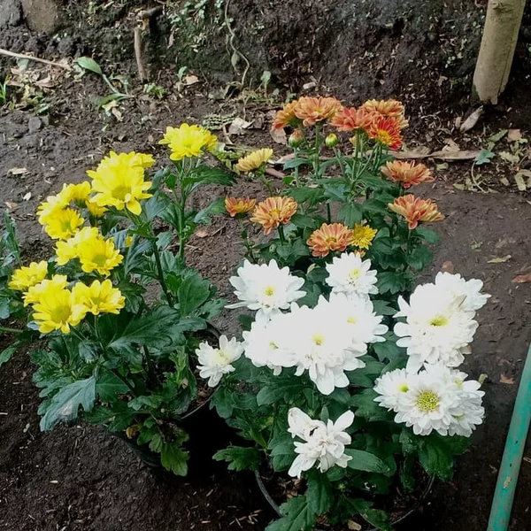 Detail Macam Macam Gambar Bunga Aster Nomer 40