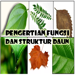 Detail Macam Macam Gambar Daun Nomer 40