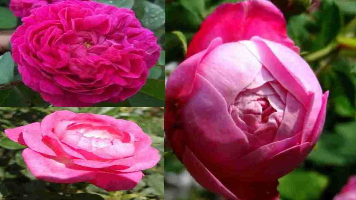 Detail Macam Macam Gambar Gambar Bunga Mawar Nomer 25