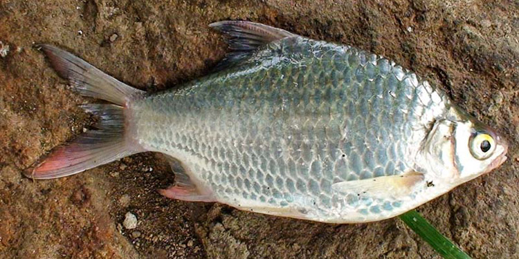 Detail Macam Macam Gambar Ikan Disungai Nomer 14