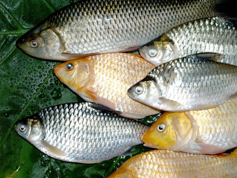 Detail Macam Macam Gambar Ikan Disungai Nomer 18