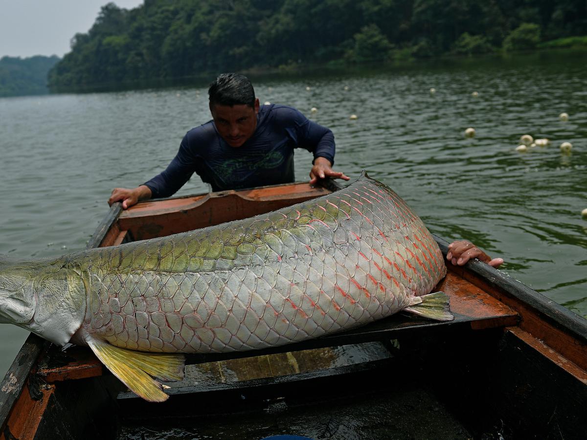 Detail Macam Macam Gambar Ikan Disungai Nomer 27