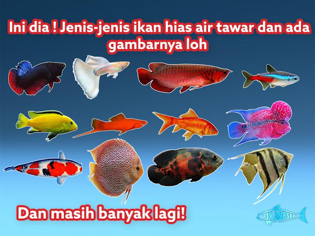 Detail Macam Macam Gambar Ikan Disungai Nomer 35